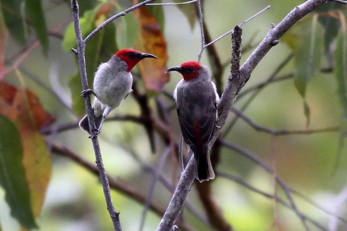 Birdwatching