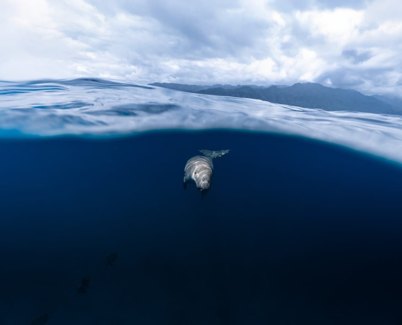 A dugong swimming below the surface of an Alor bay, mountains on the horizon