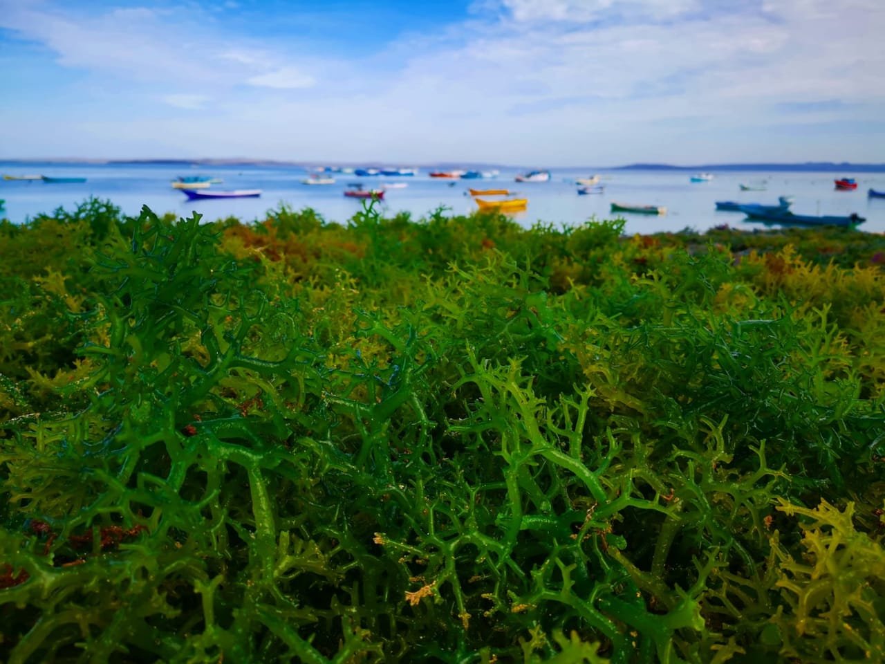 Freshly harvested green seaweed laid out in front of traditional fishing boats