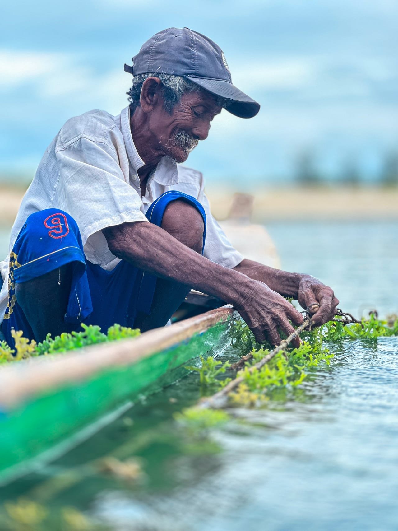 An elderly seaweed farmer tying new growth to lines from his boat