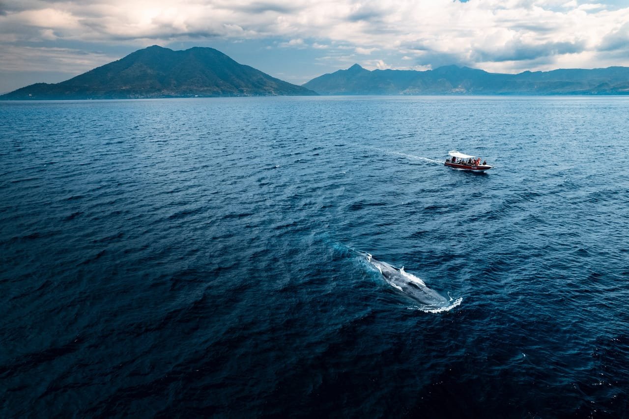 Blue Whale Watching