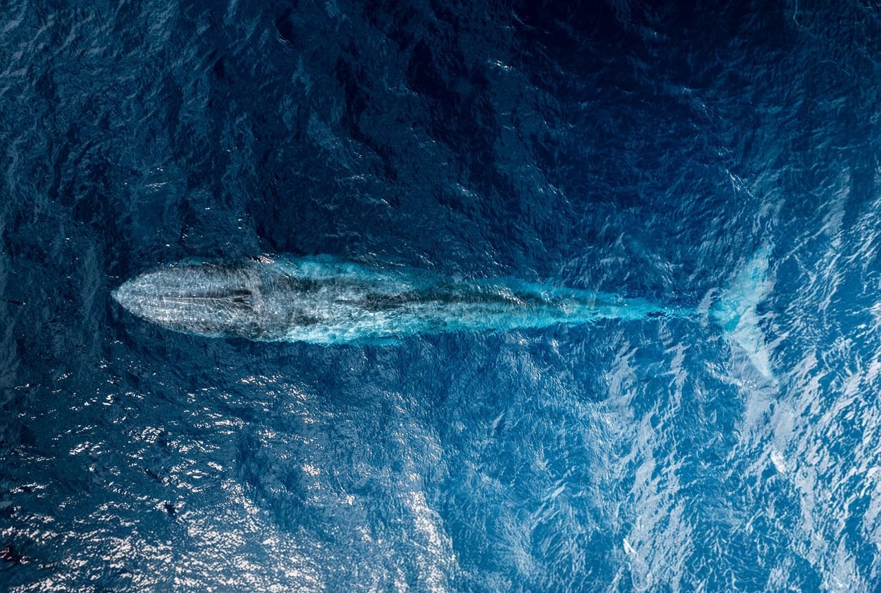 Ocean Giants