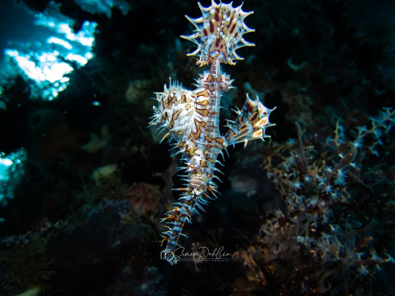 Ghost Pipefish