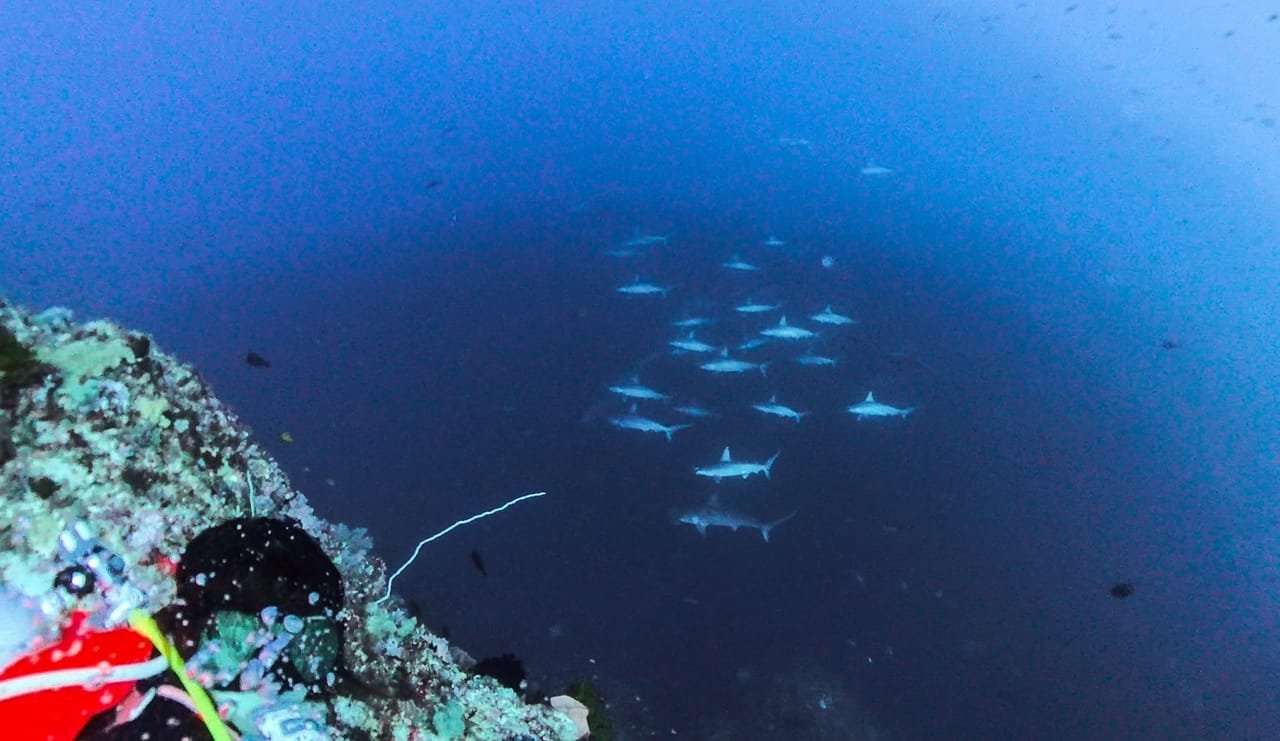 Hammerheads