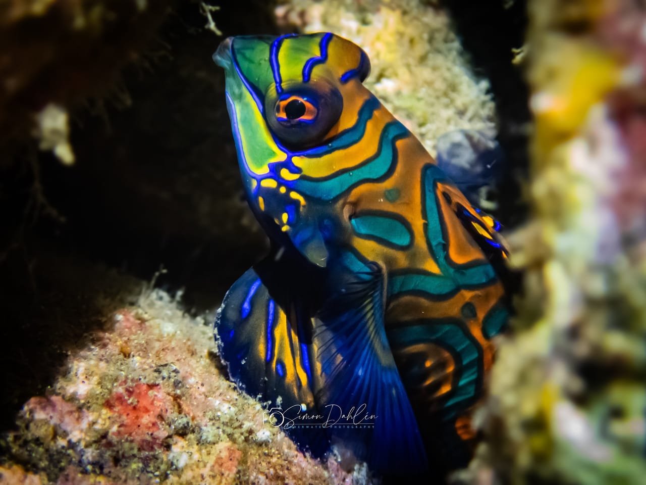 Mandarin Fish