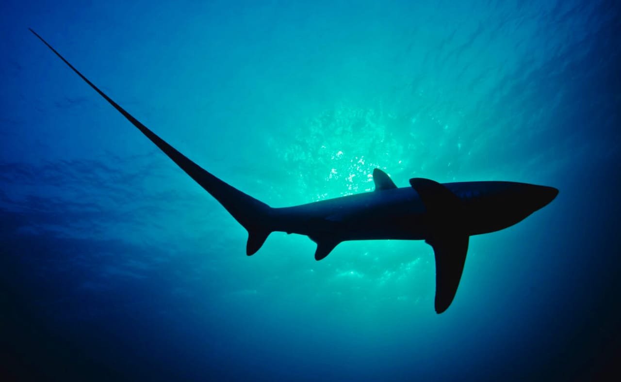 Thresher Shark