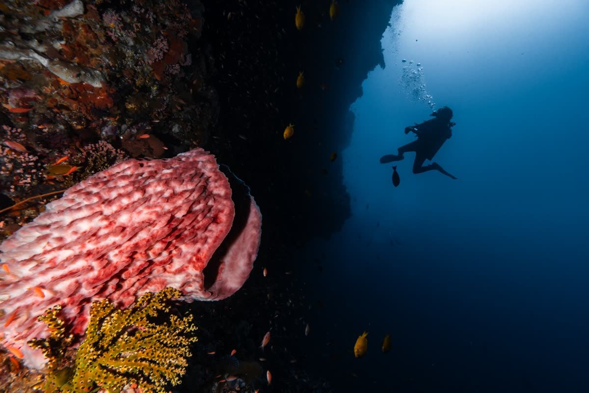 Diver alongside a large pink barrel sponge on the Bama Wall