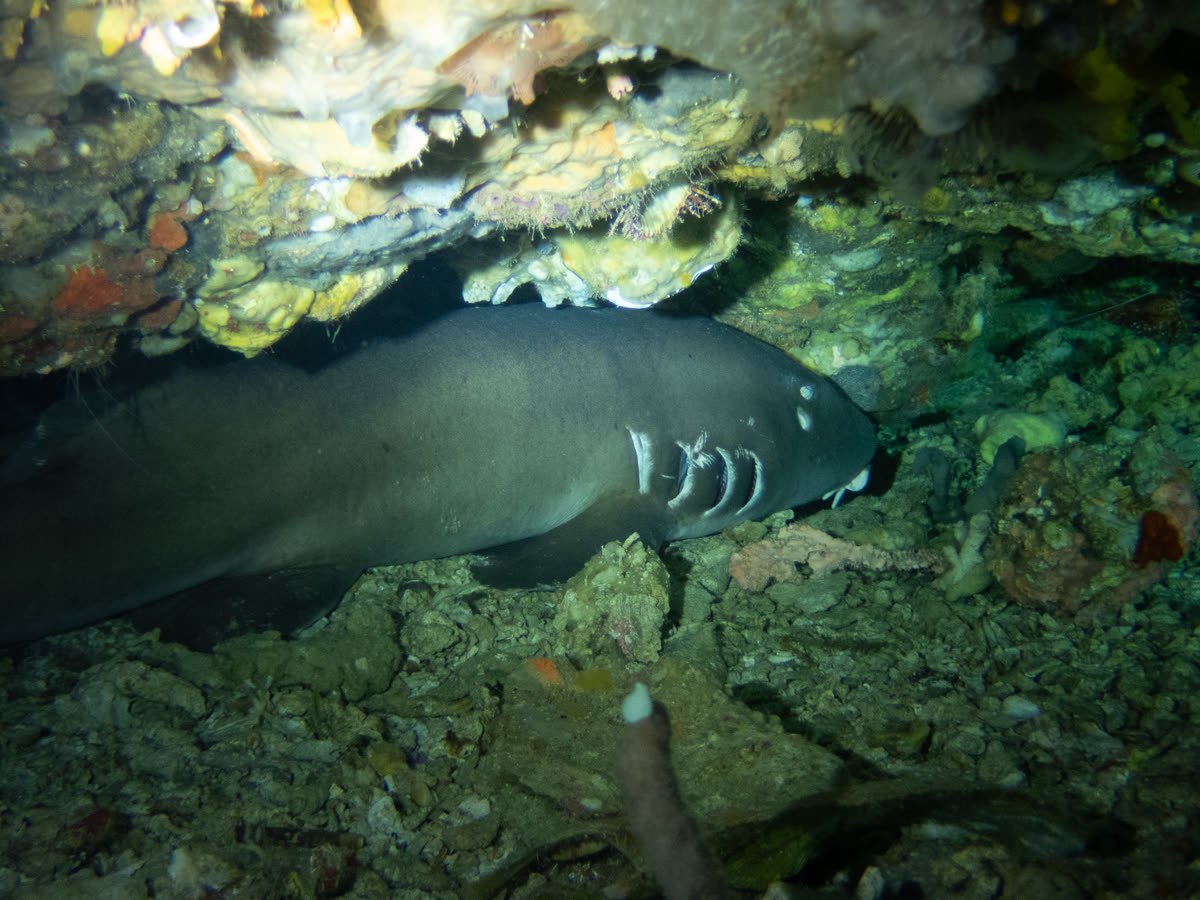 Nurse shark resting under a ledge on the Halerman wall