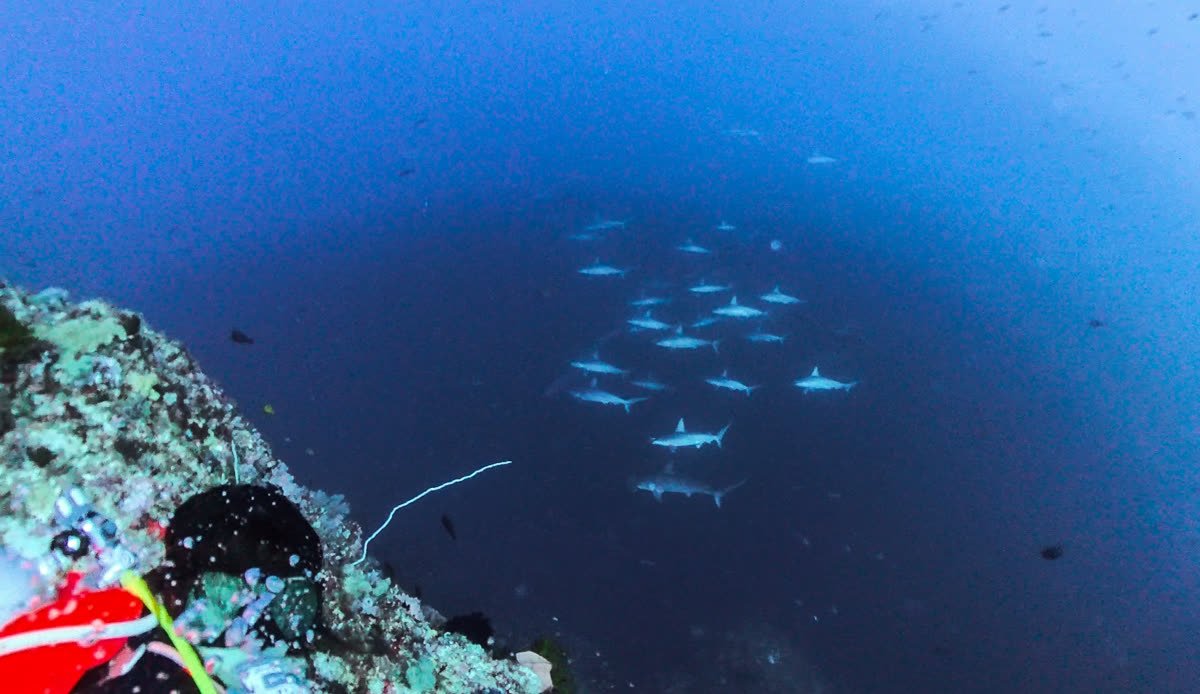 School of scalloped hammerheads cruising past the wall at Monaseli