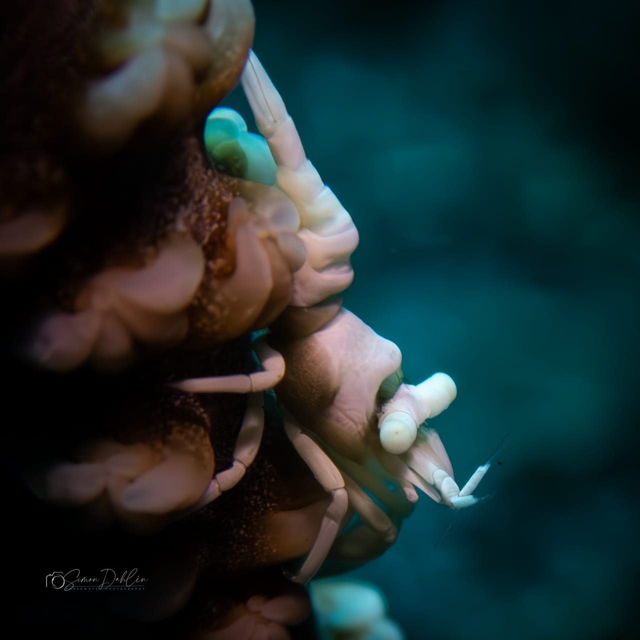 Anker's Whip Coral Shrimp — Pontonides ankeri