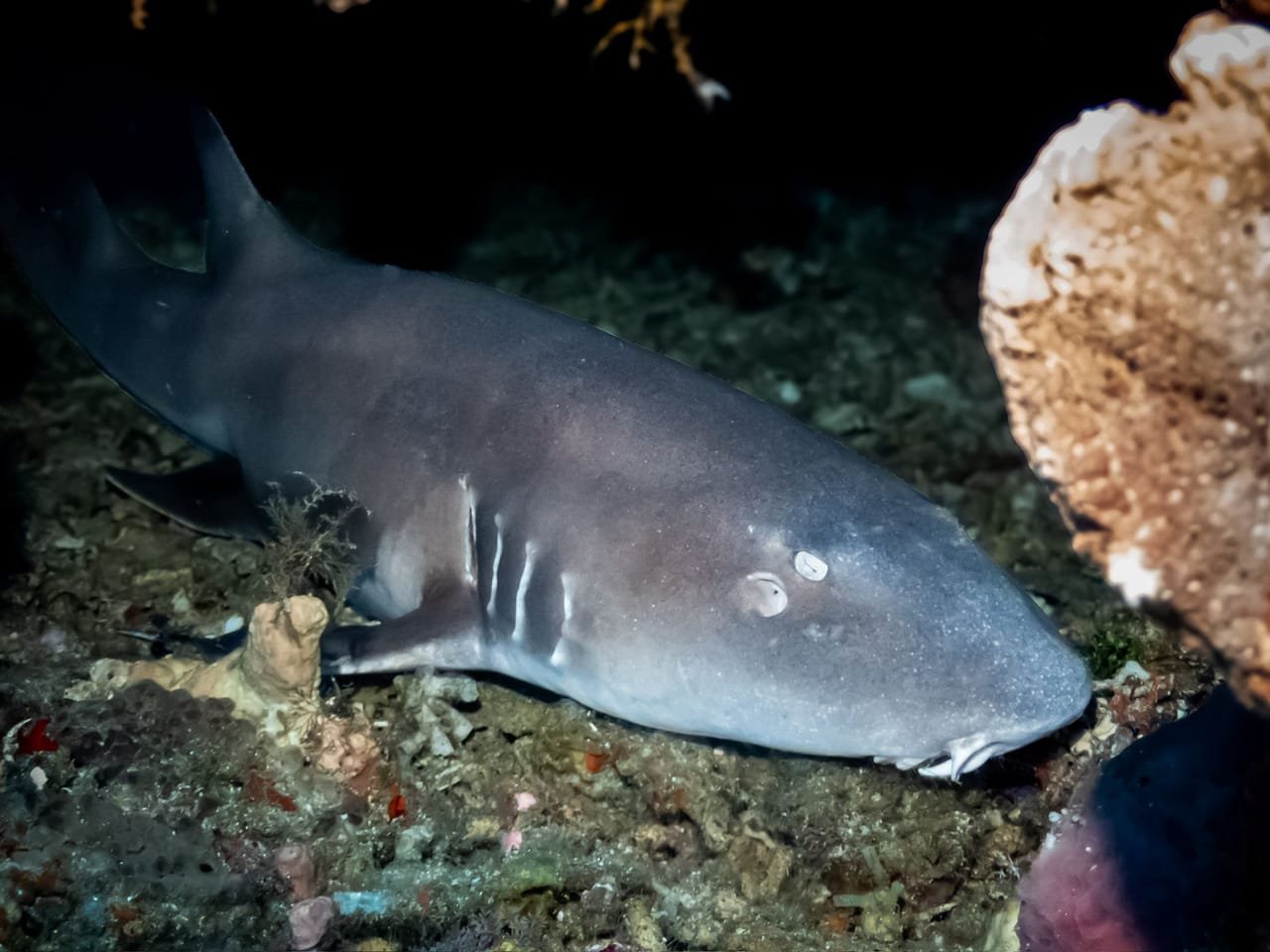 Bamboo Shark — Chiloscyllium punctatum