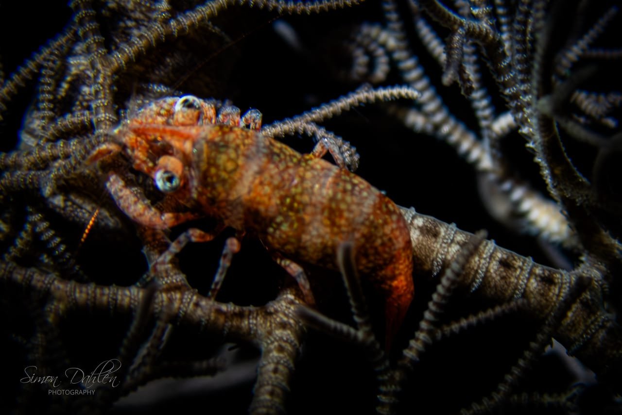 Basket Star Shrimp — Periclimenes lanipes