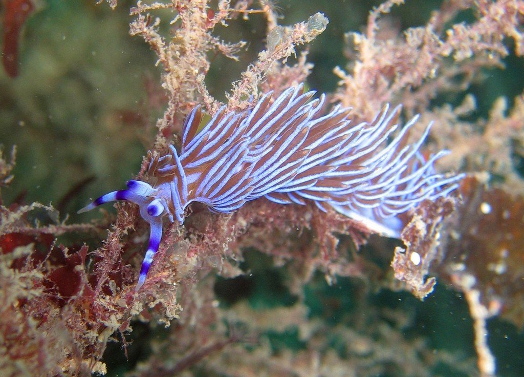 Blue Dragon — Pteraeolidia ianthina