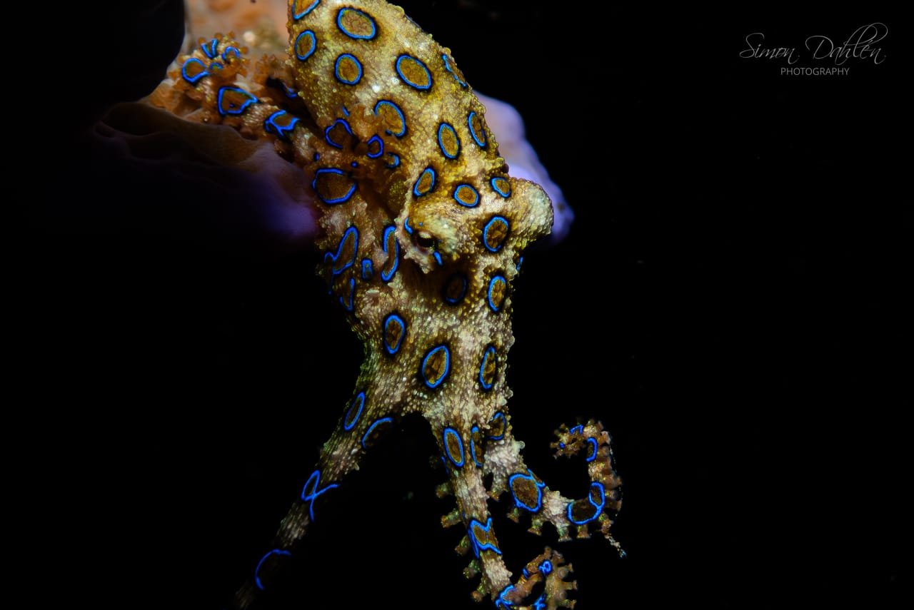 Blue-ringed Octopus — Hapalochlaena lunulata