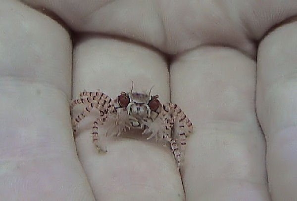 Boxer Crab — Lybia tessellata