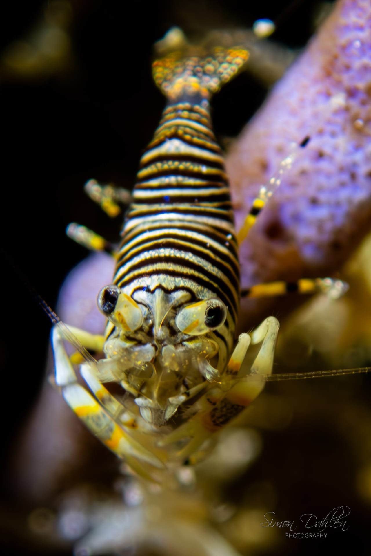 Bumblebee Shrimp — Gnathophyllum americanum