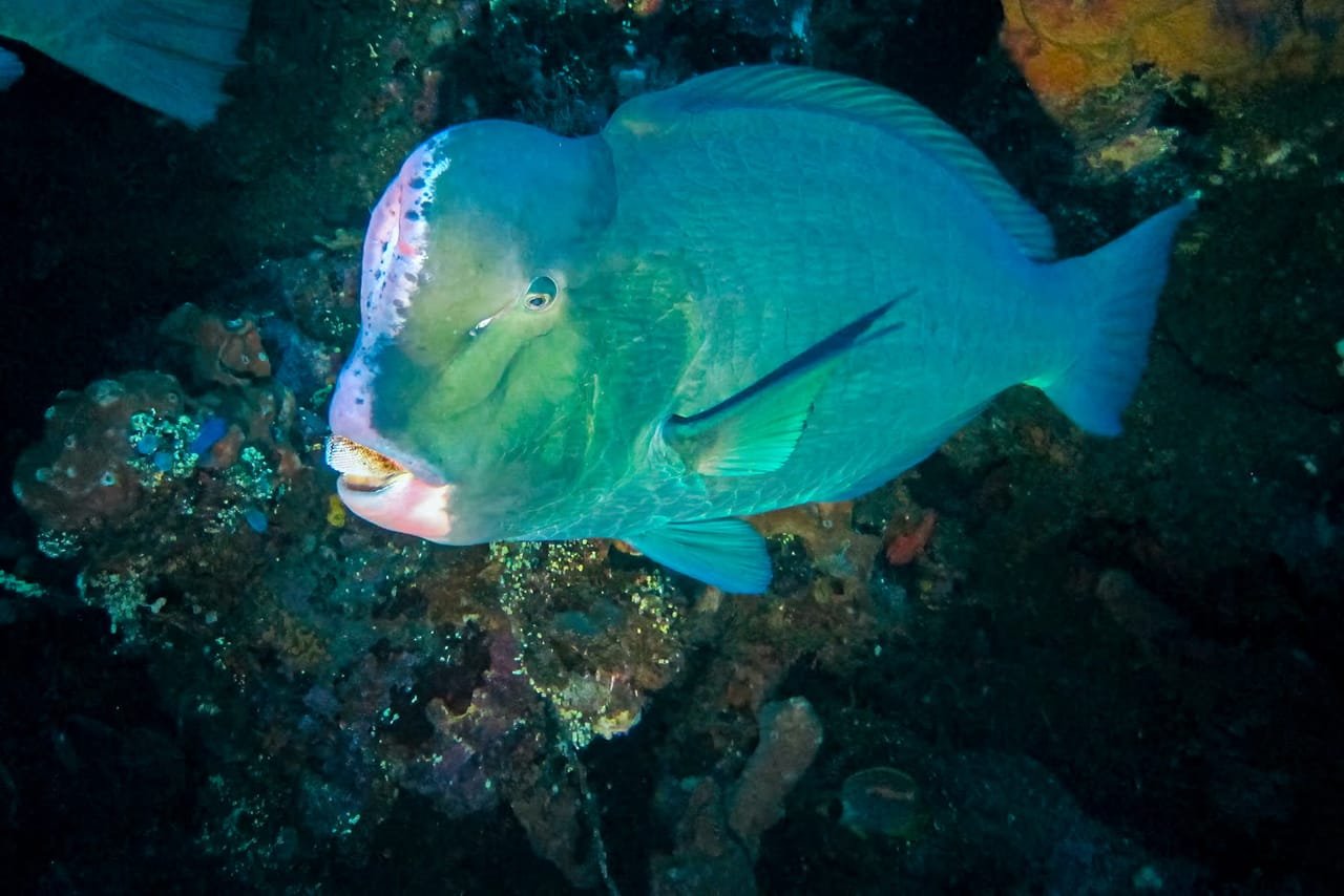 Bumphead Parrotfish — Bolbometopon muricatum
