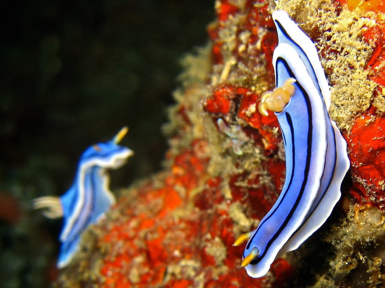 Chromodoris — Chromodoris spp.