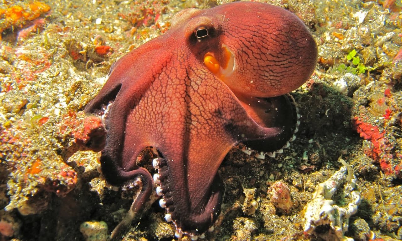 Coconut Octopus — Amphioctopus marginatus