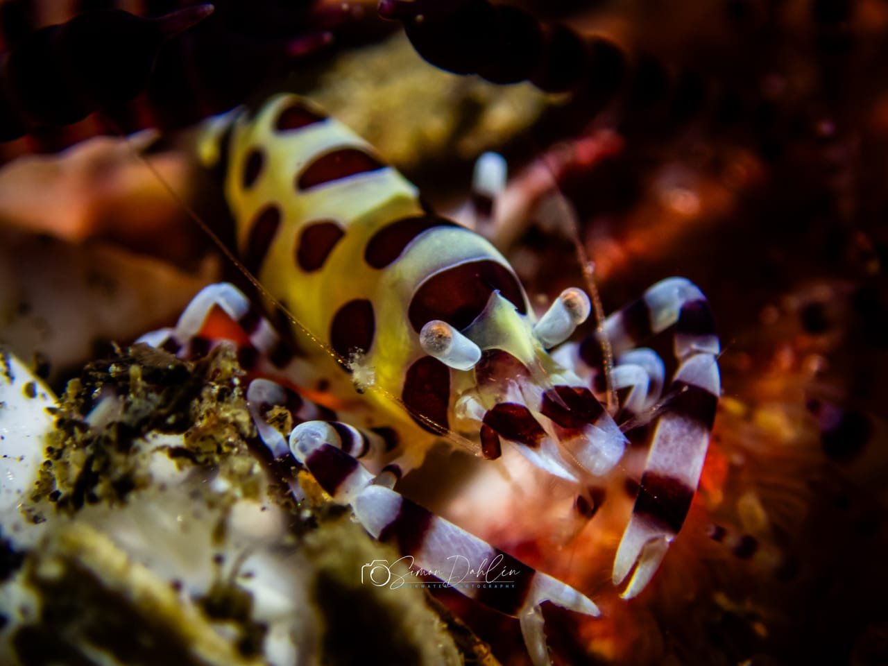 Coleman's Shrimp — Periclimenes colemani