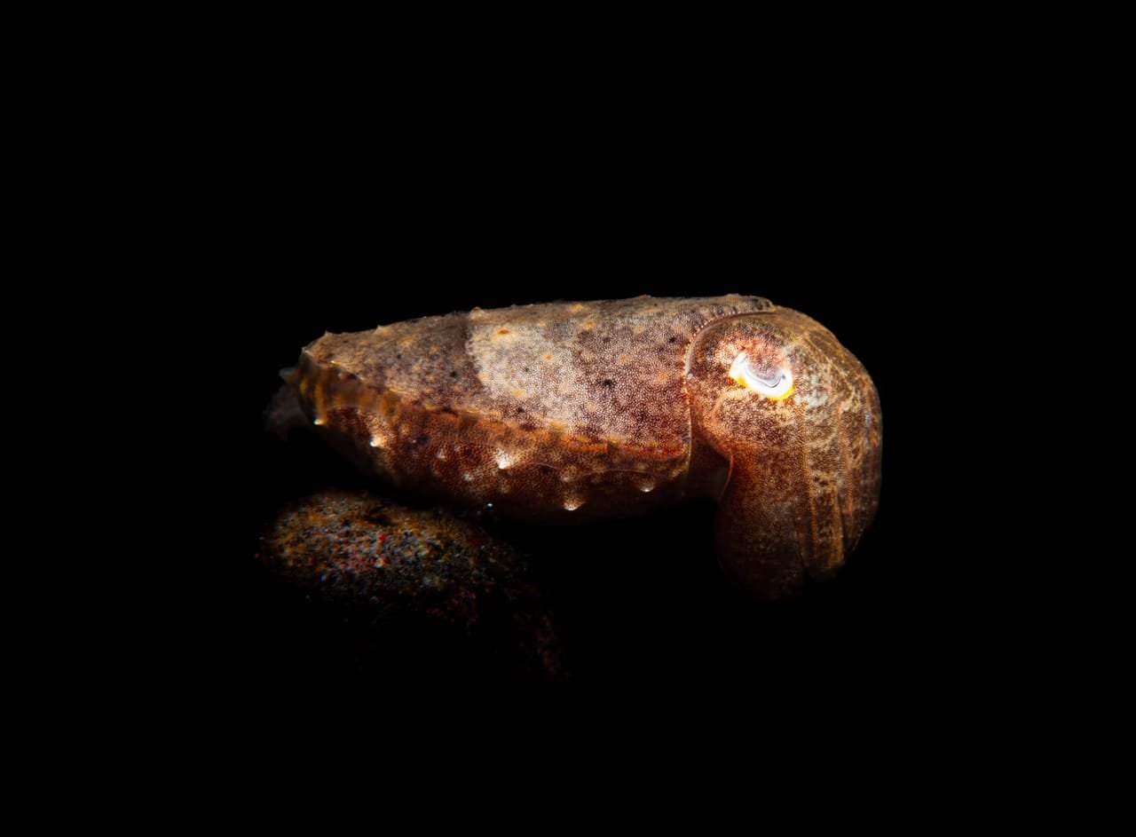 Cuttlefish — Sepia latimanus & others