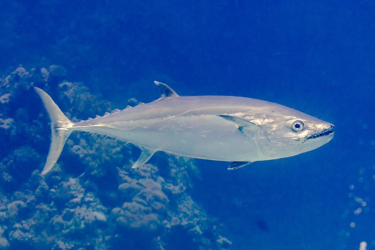 Dogtooth Tuna — Gymnosarda unicolor