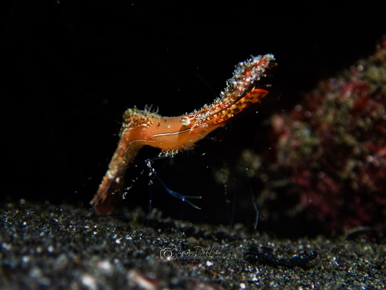 Donald Duck Shrimp — Leander plumosus