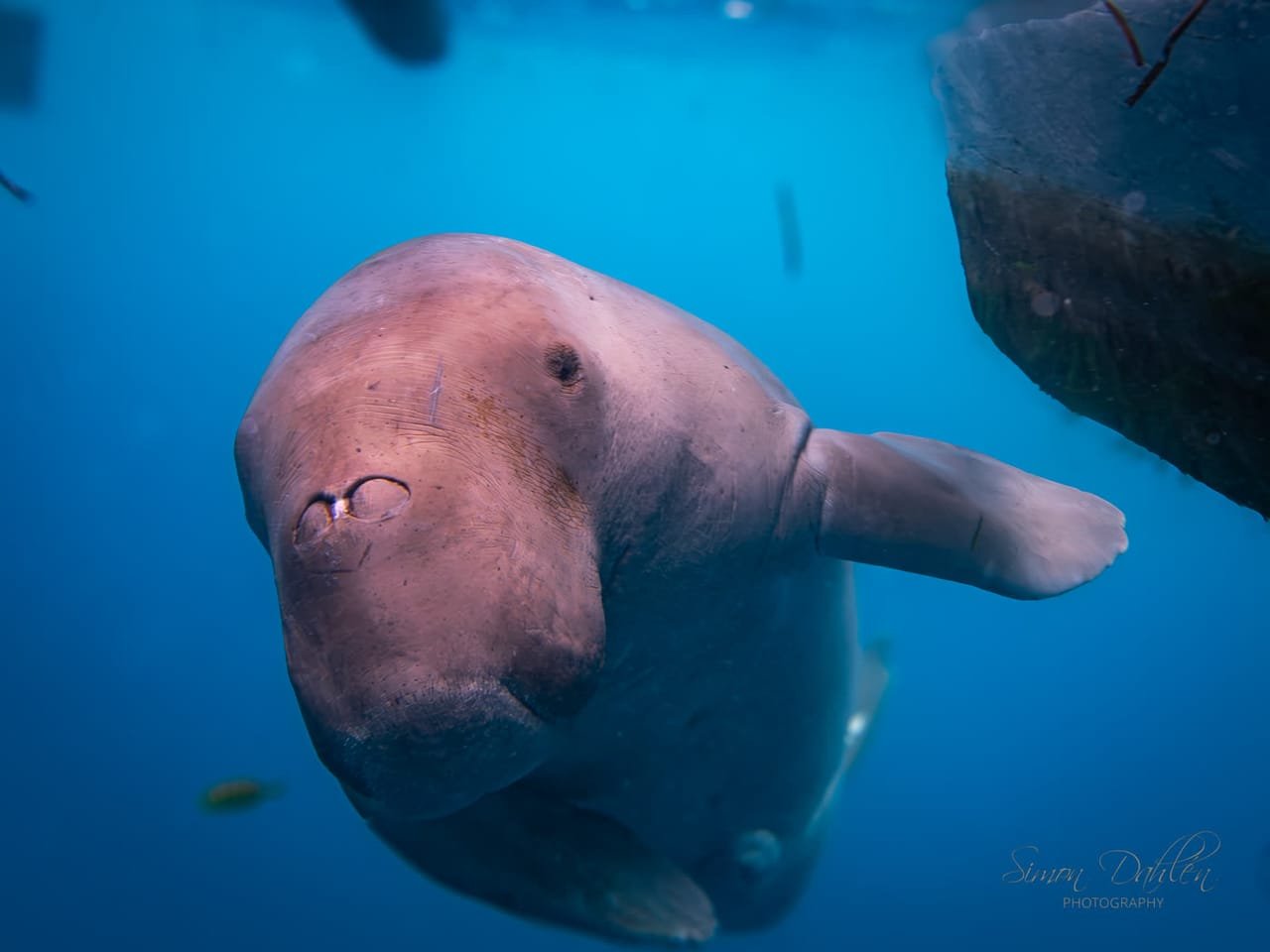 Dugong — Dugong dugon