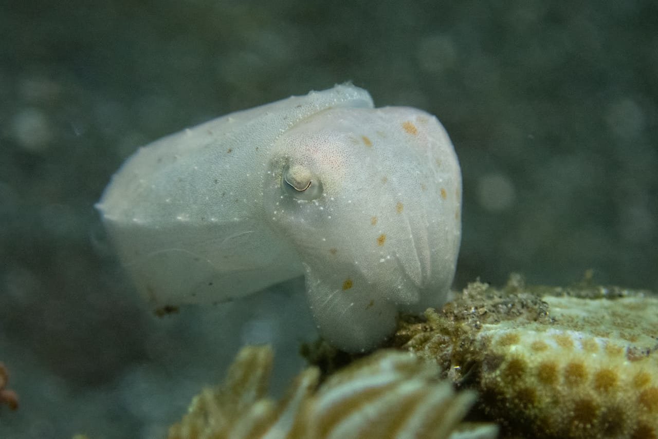 Dwarf Cuttlefish — Sepia bandensis