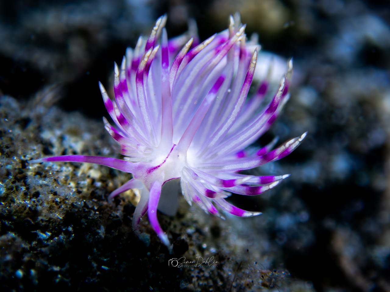 Red-line Flabellina — Coryphellina rubrolineata