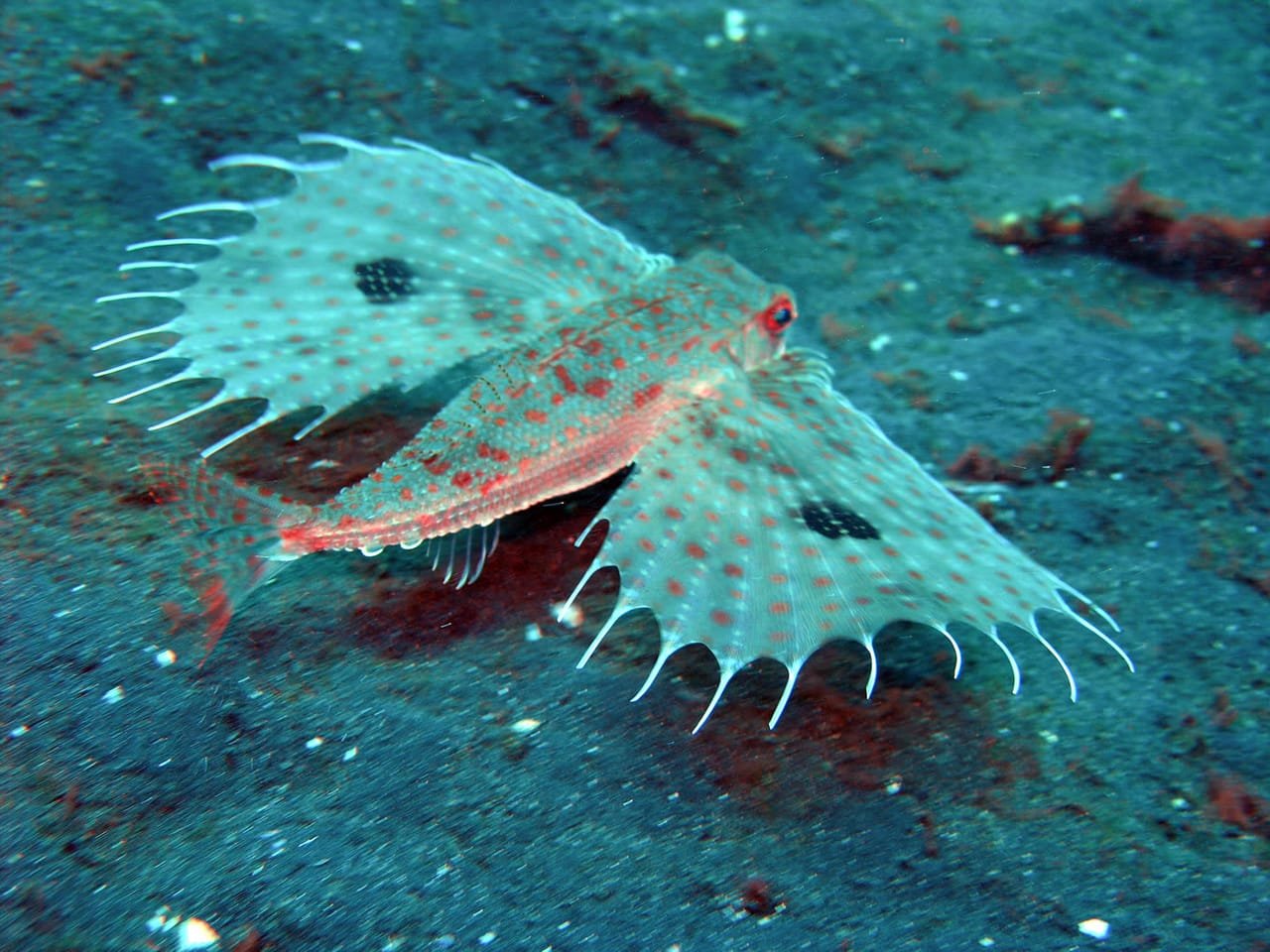 Flying Gurnards — Dactyloptena orientalis