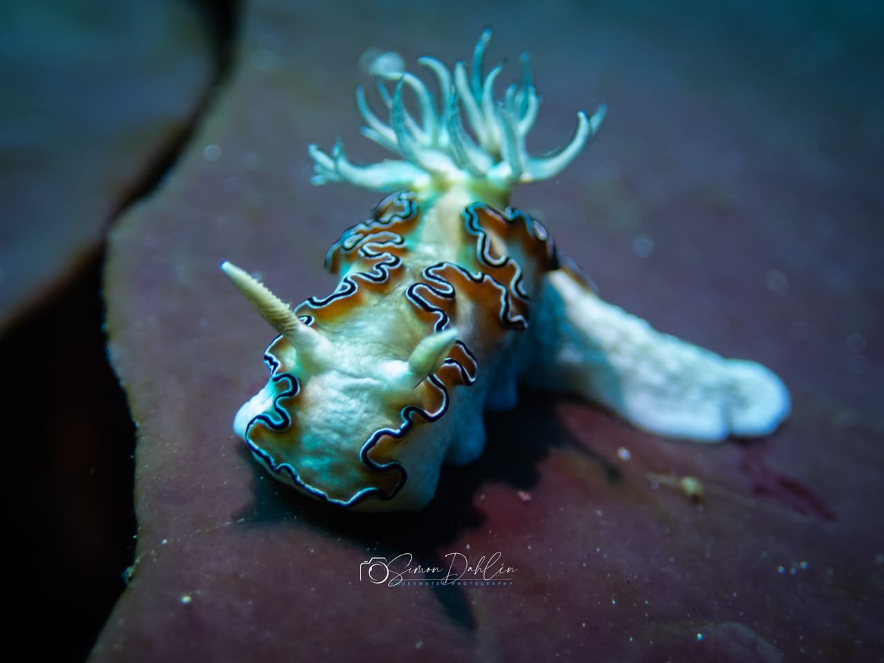 Glossodoris — Glossodoris sp.