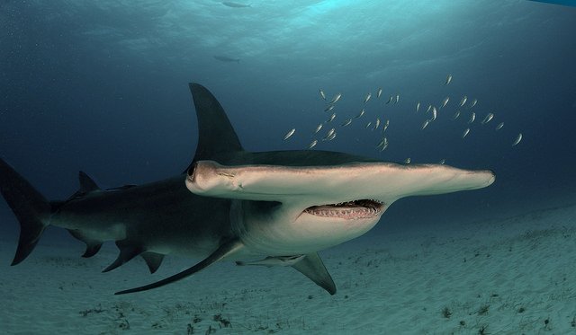 Great Hammerhead — Sphyrna mokarran