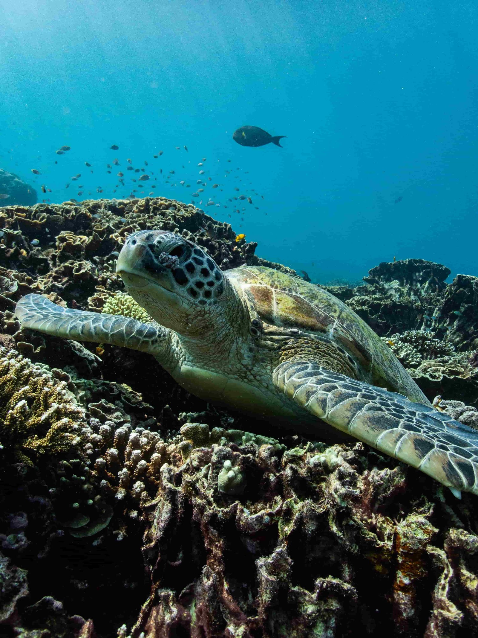 Green Turtles — Chelonia mydas
