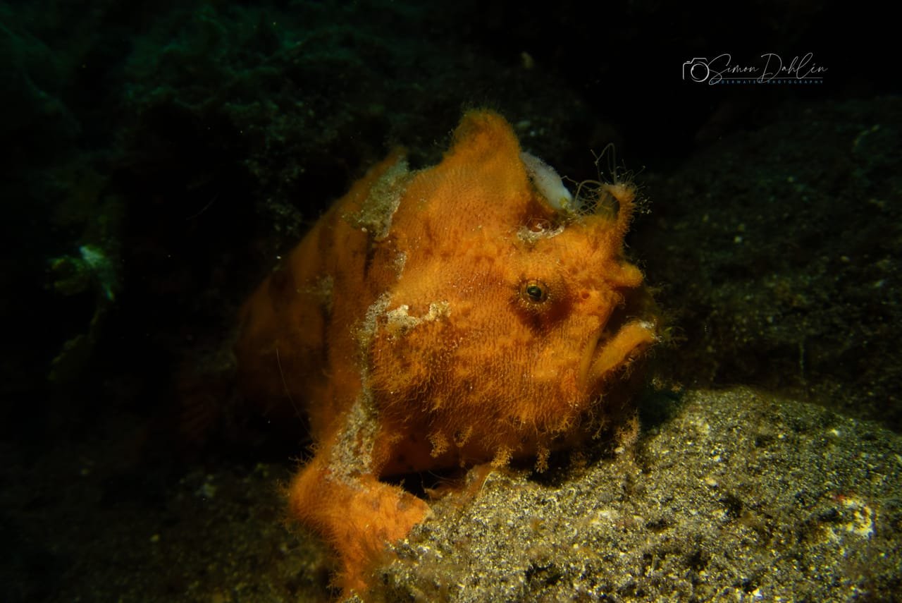 Hairy Frogfish — Antennarius striatus