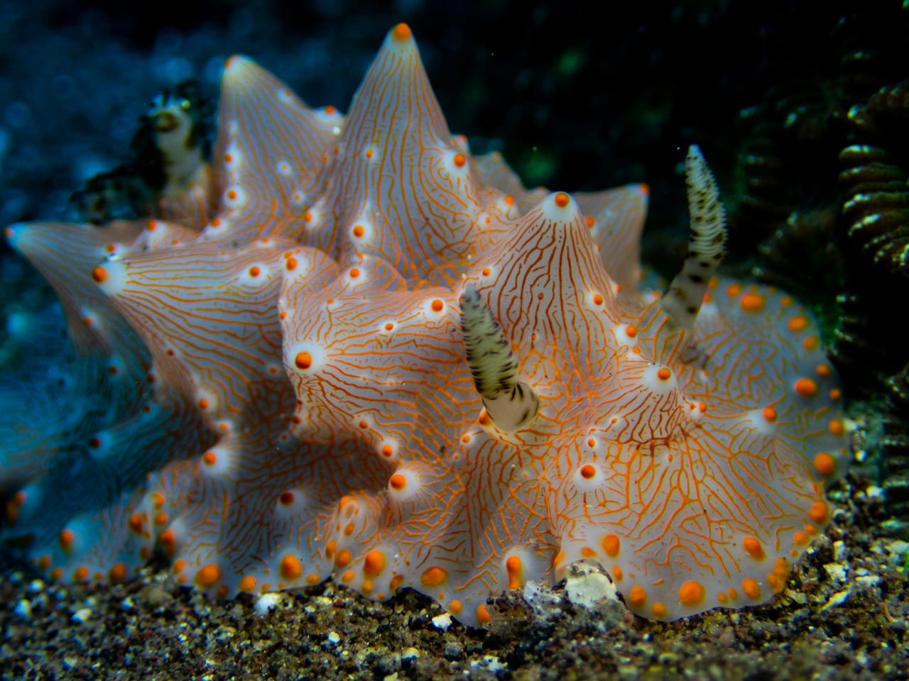 Batangas Halgerda — Halgerda batangas