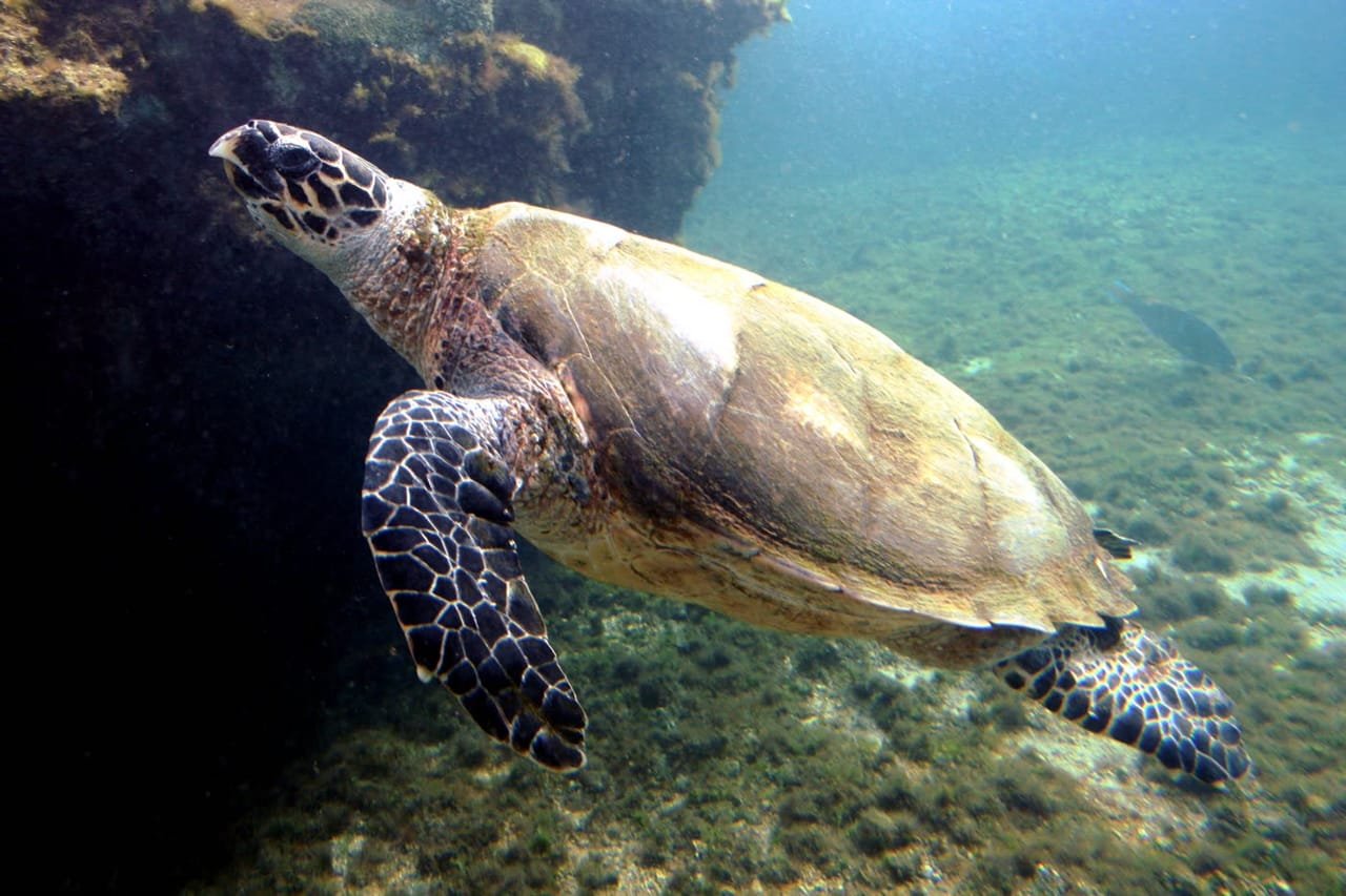 Hawksbill Turtles — Eretmochelys imbricata