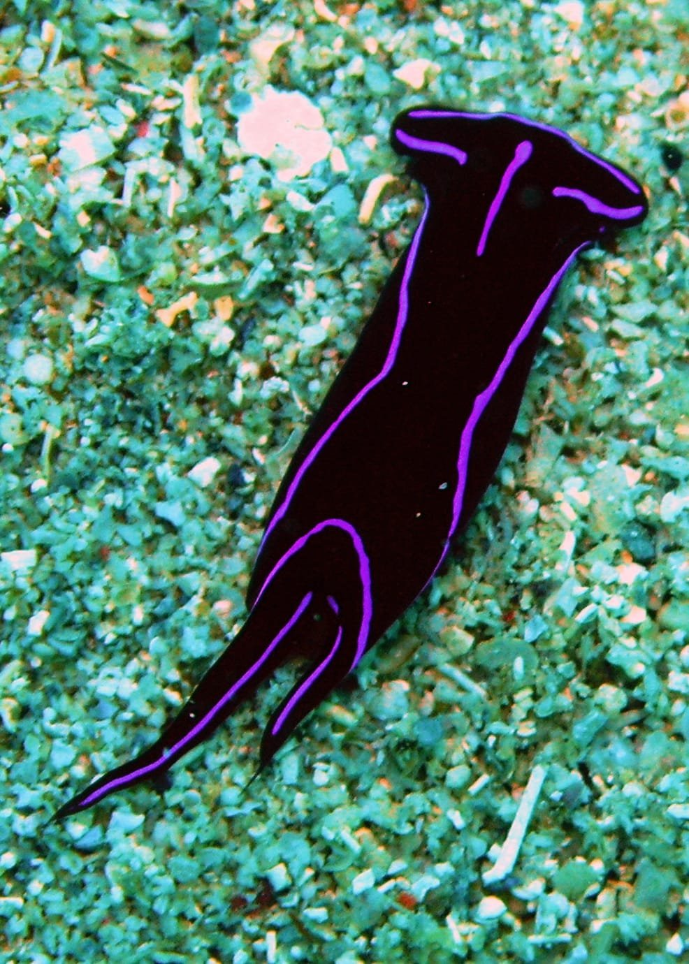 Headshield Slugs — Chelidonura spp.