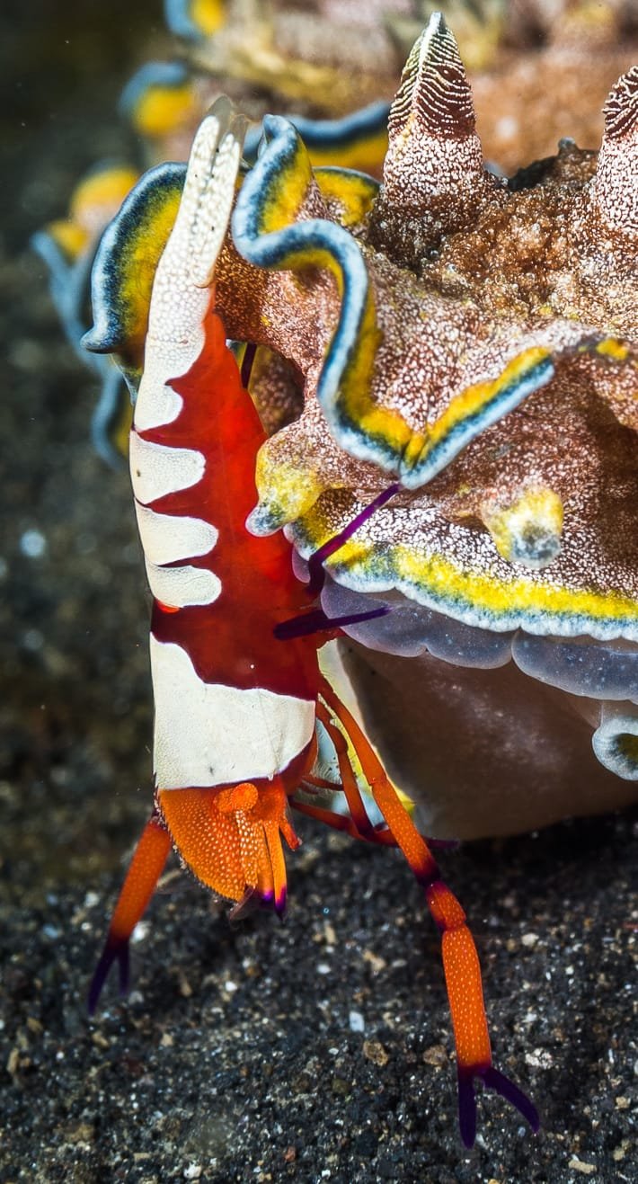 Imperial Shrimp — Periclimenes imperator