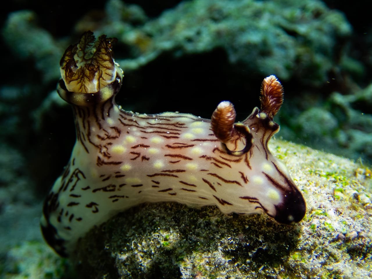 Jorunna rubescens — Jorunna rubescens
