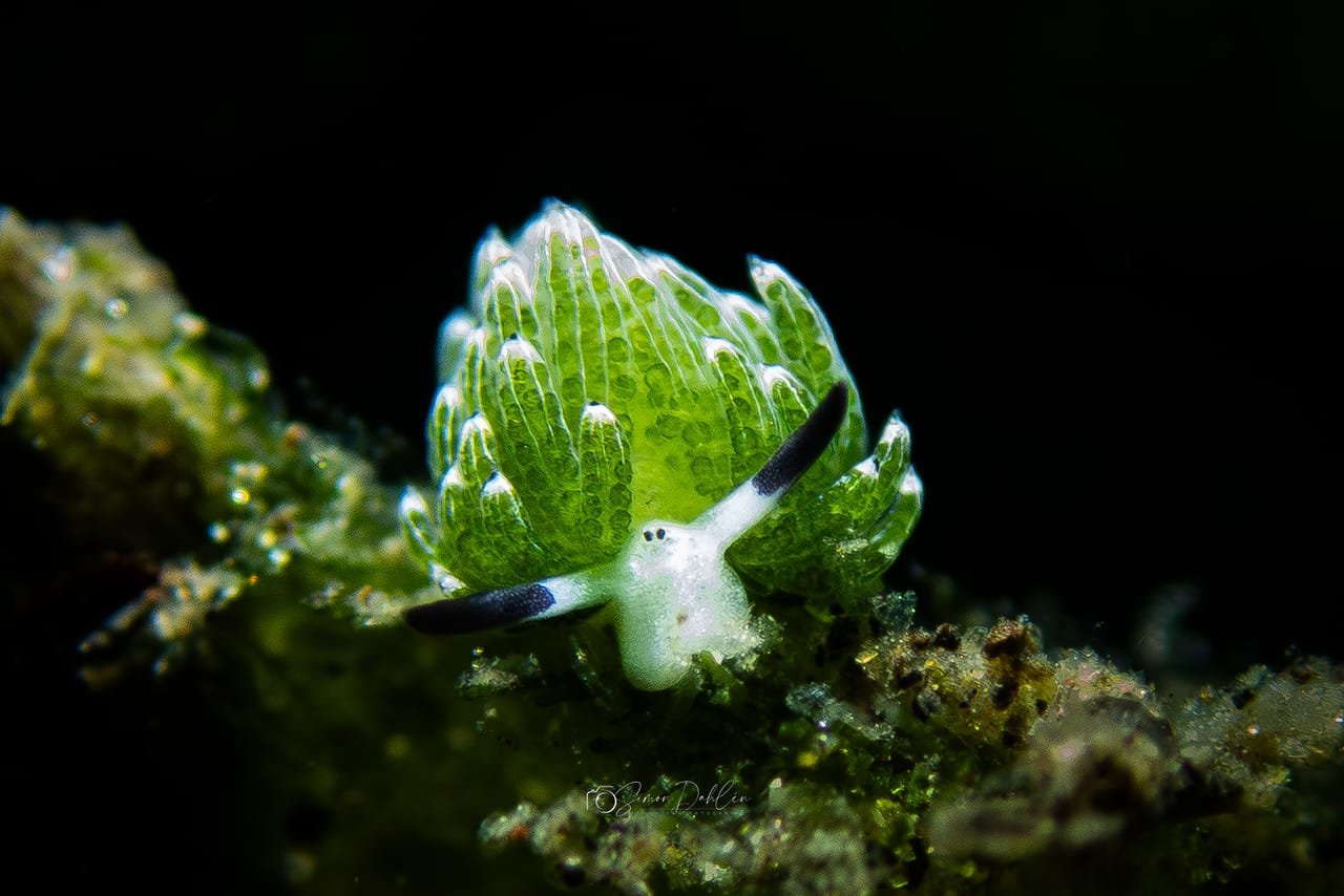Leaf Sheep — Costasiella kuroshimae