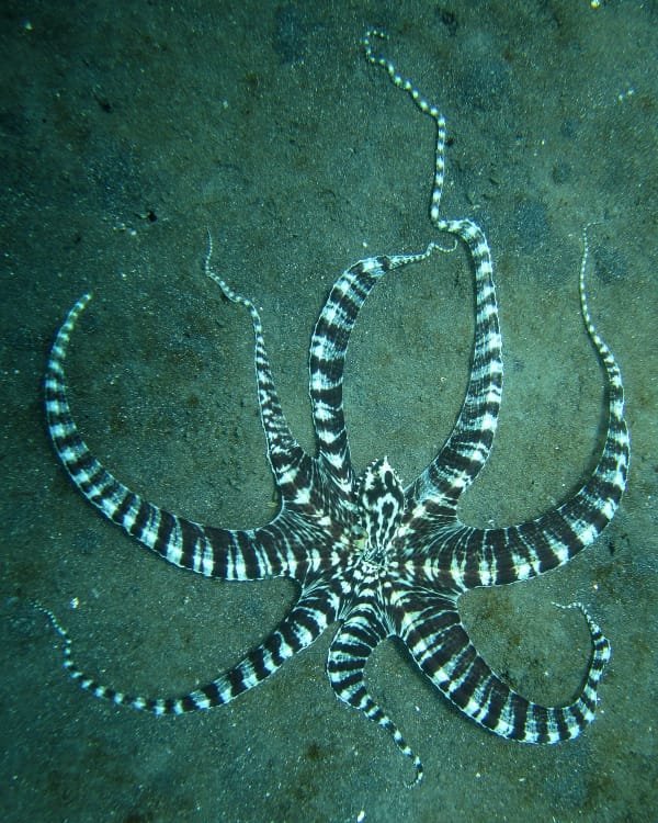 Mimic Octopus — Thaumoctopus mimicus
