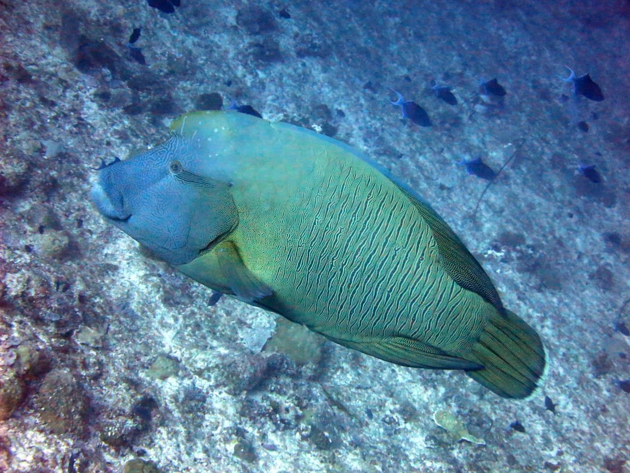 Napoleon Wrasse — Cheilinus undulatus