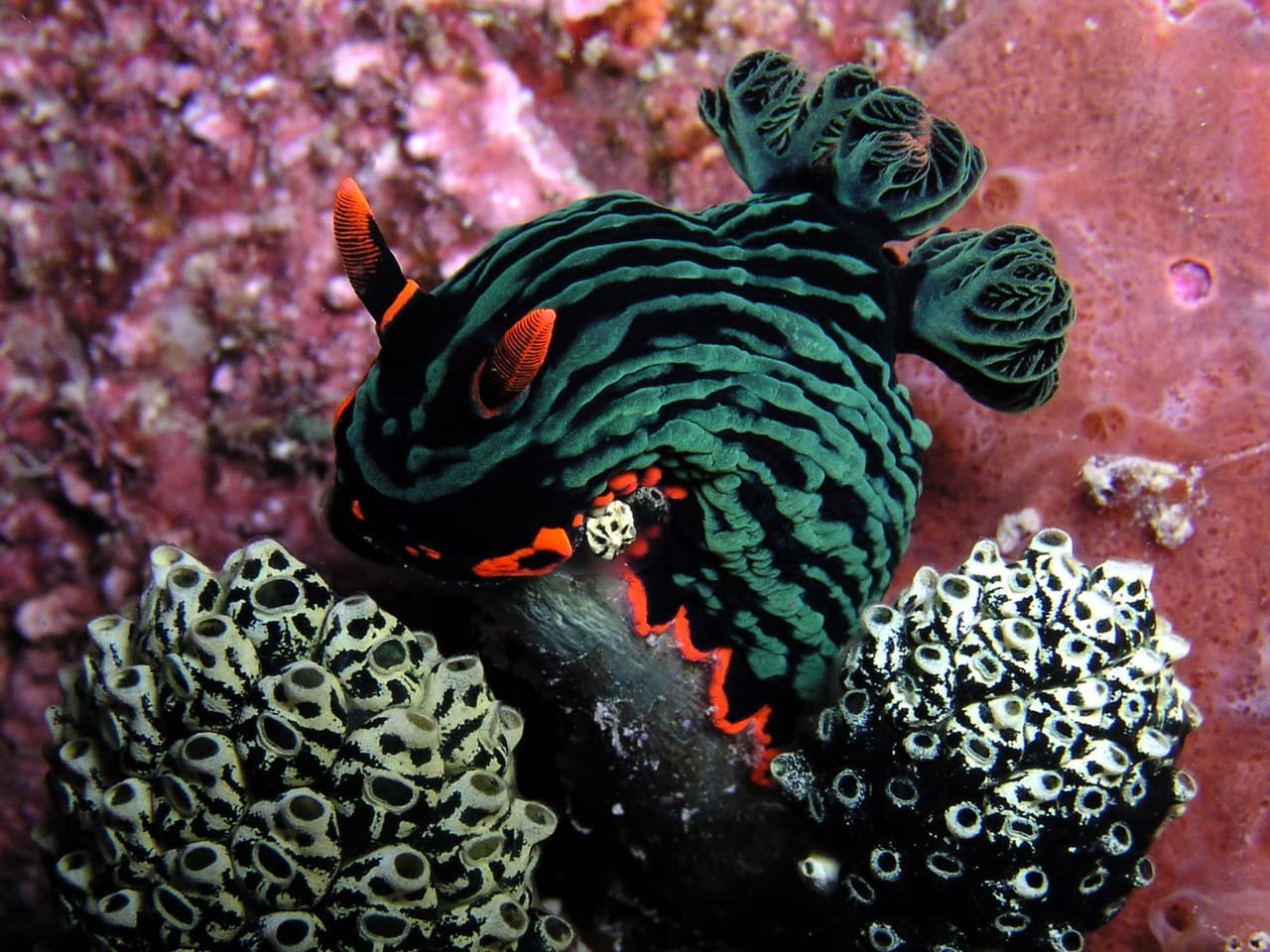 Nembrotha kubaryana — Nembrotha kubaryana