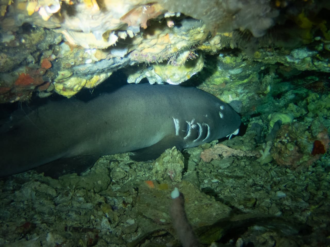 Nurse Sharks — Nebrius ferrugineus