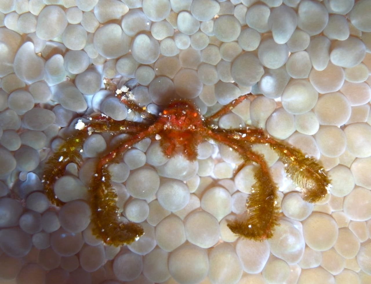 Orangutan Crab — Achaeus japonicus