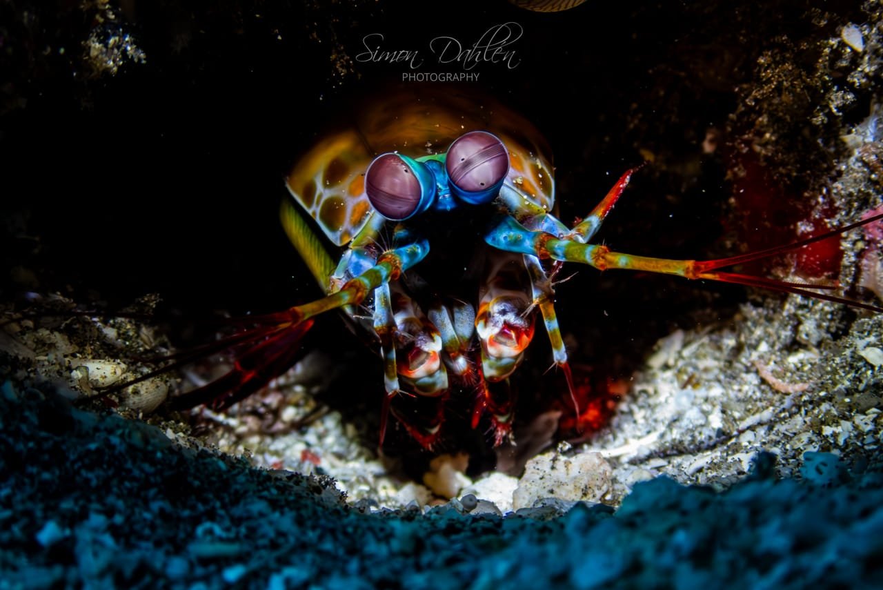 Peacock Mantis Shrimp — Odontodactylus scyllarus