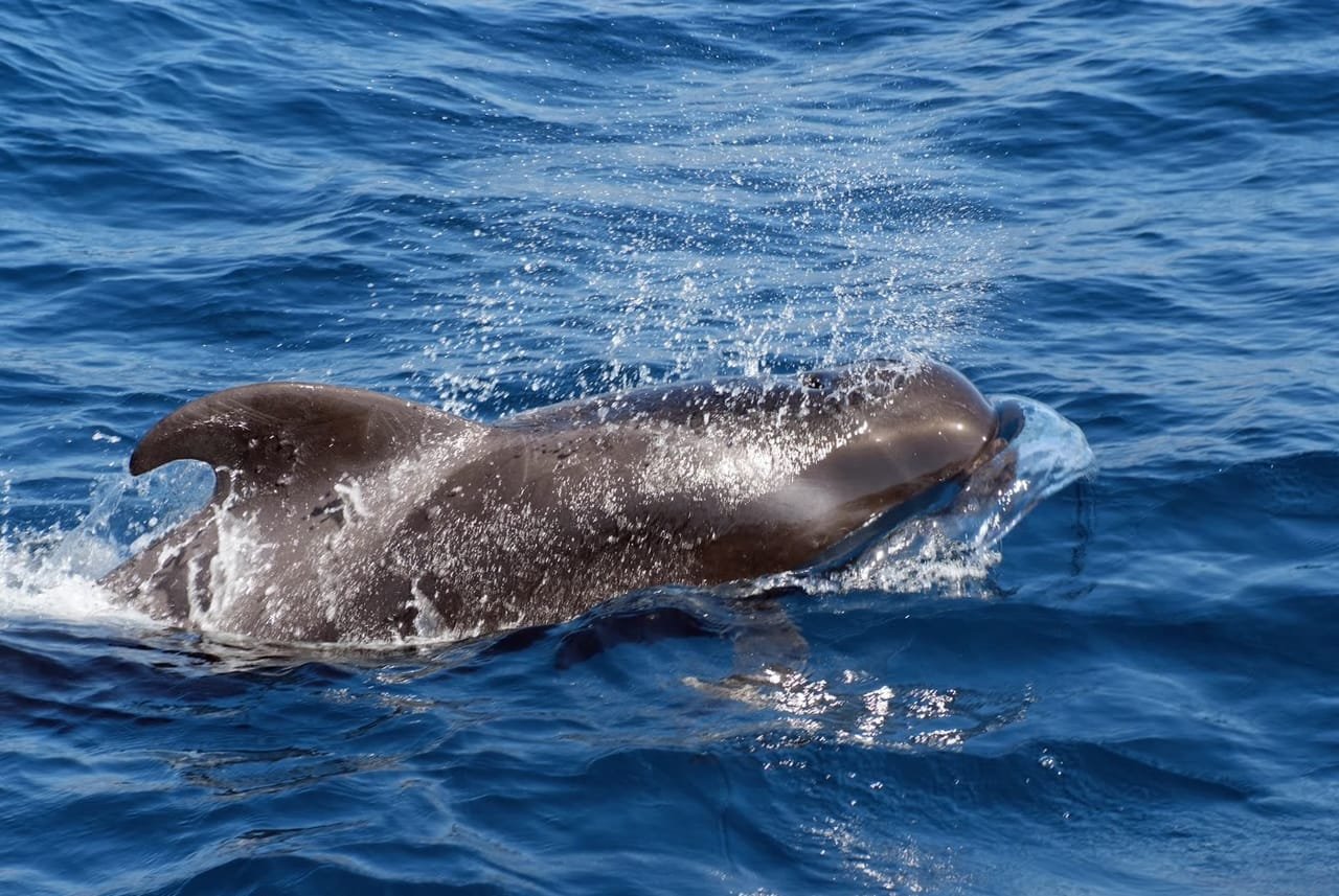 Short-finned Pilot Whales — Globicephala macrorhynchus
