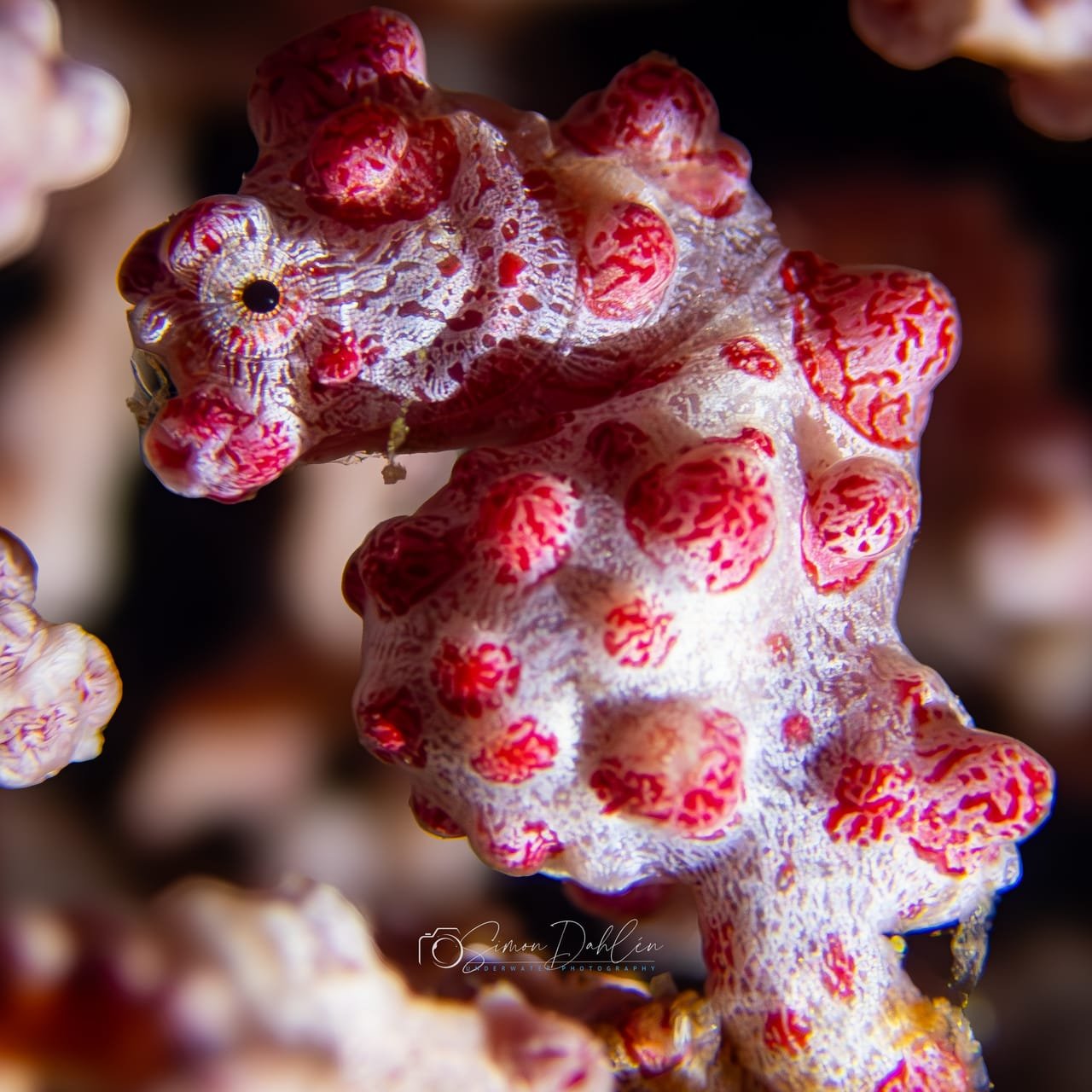 Pygmy Seahorses — Hippocampus bargibanti, H. denise