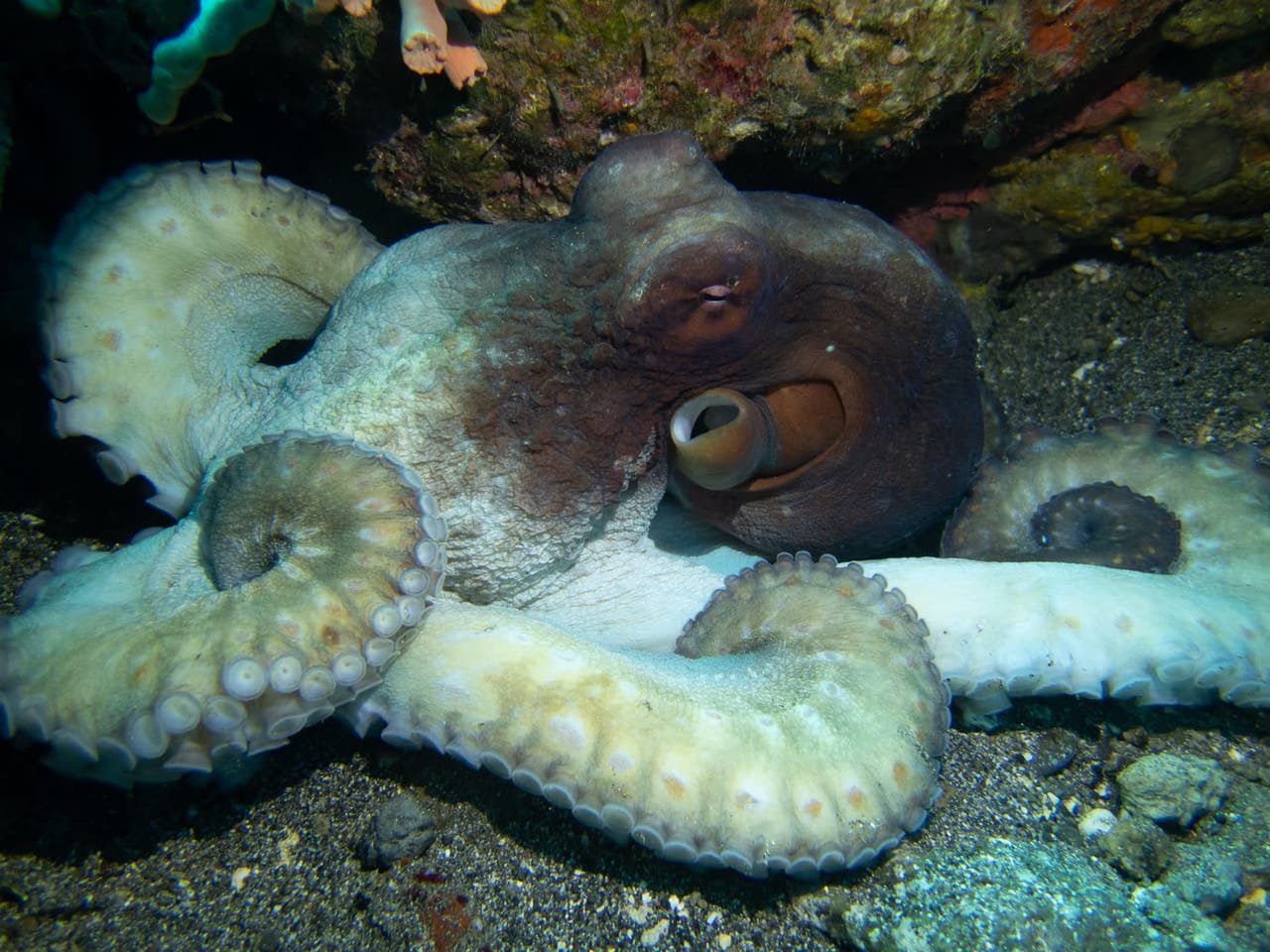 Reef Octopus — Octopus cyanea